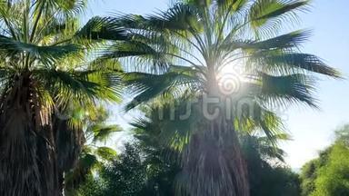从下面看棕榈树。 在风中移动的棕榈树叶。 阳光透过棕榈树的树枝. 4k vi